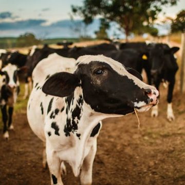 Costurile și avantajele unei ferme de lapte