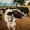 Costurile și avantajele unei ferme de lapte: Ghid pentru potențialii antreprenori