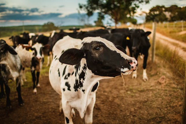 Costurile și avantajele unei ferme de lapte