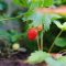 Cultivarea căpșunilor, o afacere profitabilă la țară